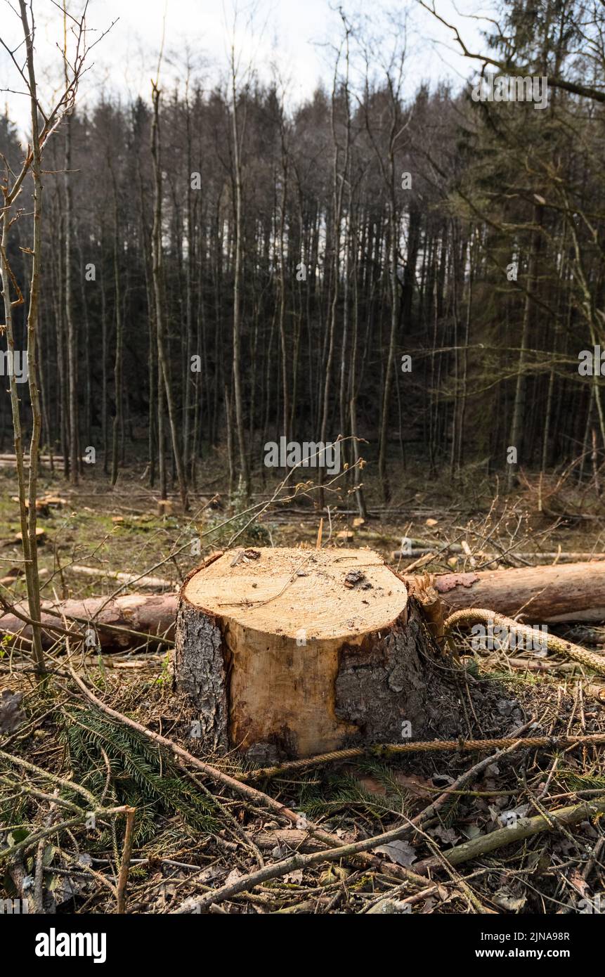 Ceppo di alberi in una foresta nella regione di Westerwald, Renania-Palatinato, Germania, Europa Foto Stock