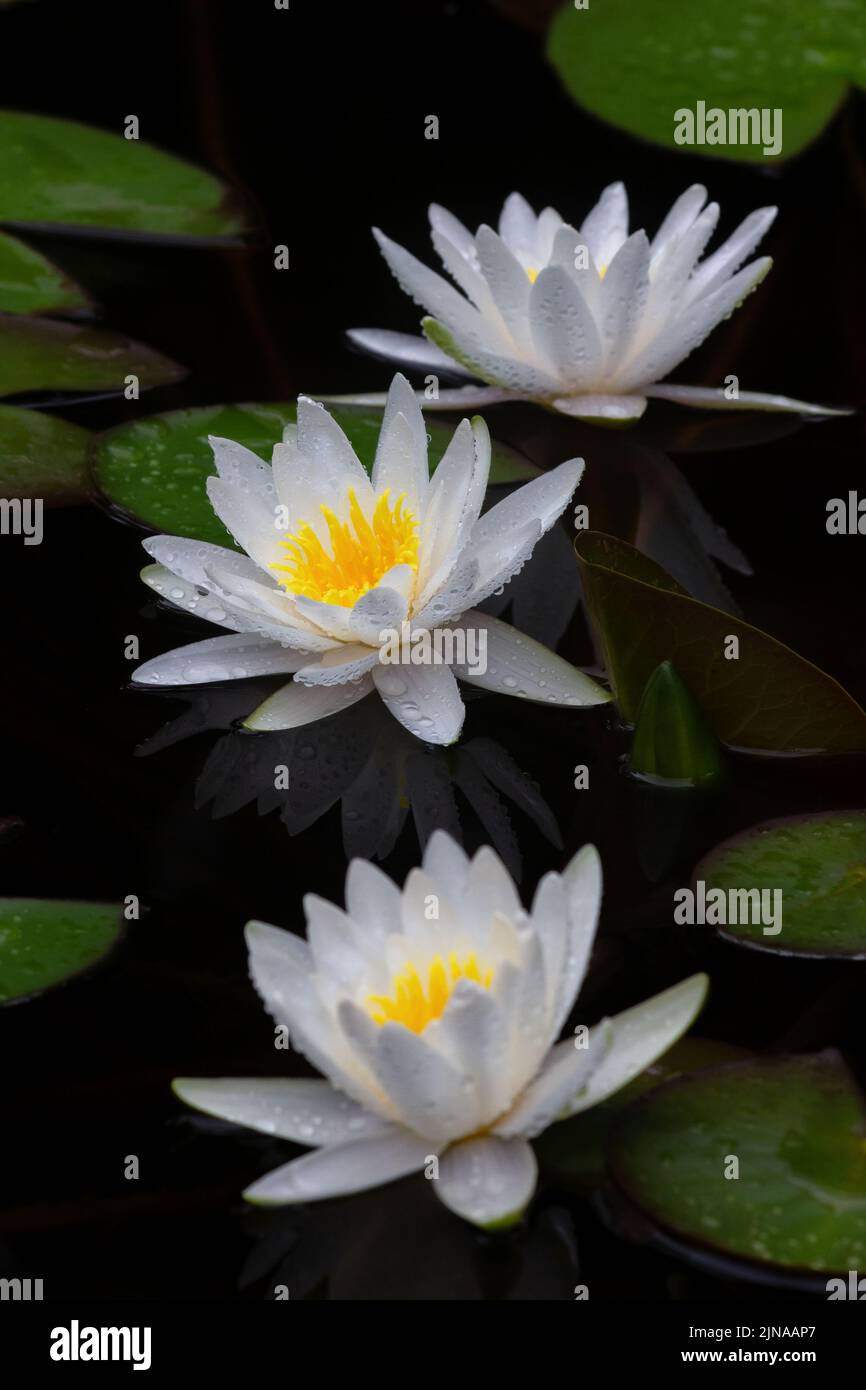 Acqua giglio fiore di loto Foto Stock