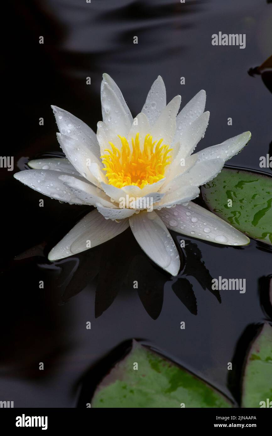 Acqua giglio fiore di loto Foto Stock