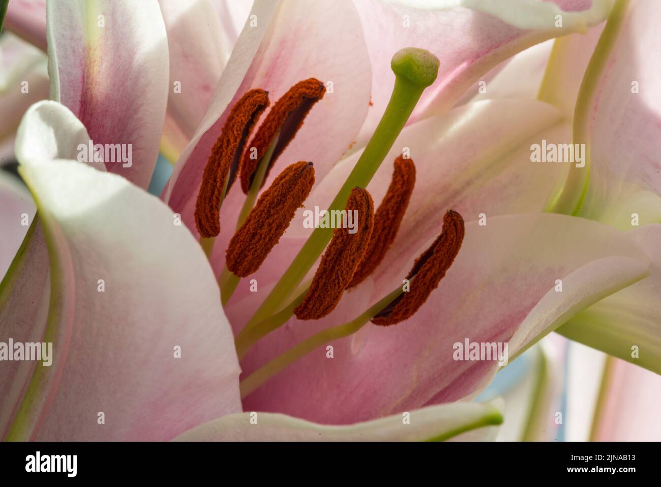 Primo piano dello stigma e dei brami al centro di un giglio rosa orientale Foto Stock