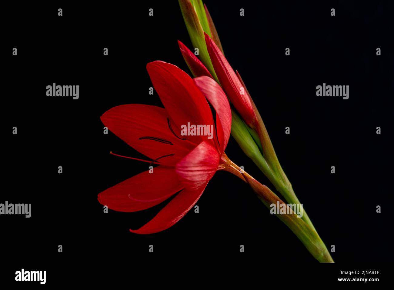 Primo piano di un giglio di bandiera di cremisi (Hesperantha coccinea) su uno sfondo nero Foto Stock