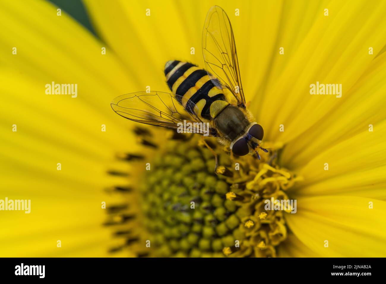 Primo piano di un hoverfly (syrphus ribesli) su un fiore giallo di elio Foto Stock