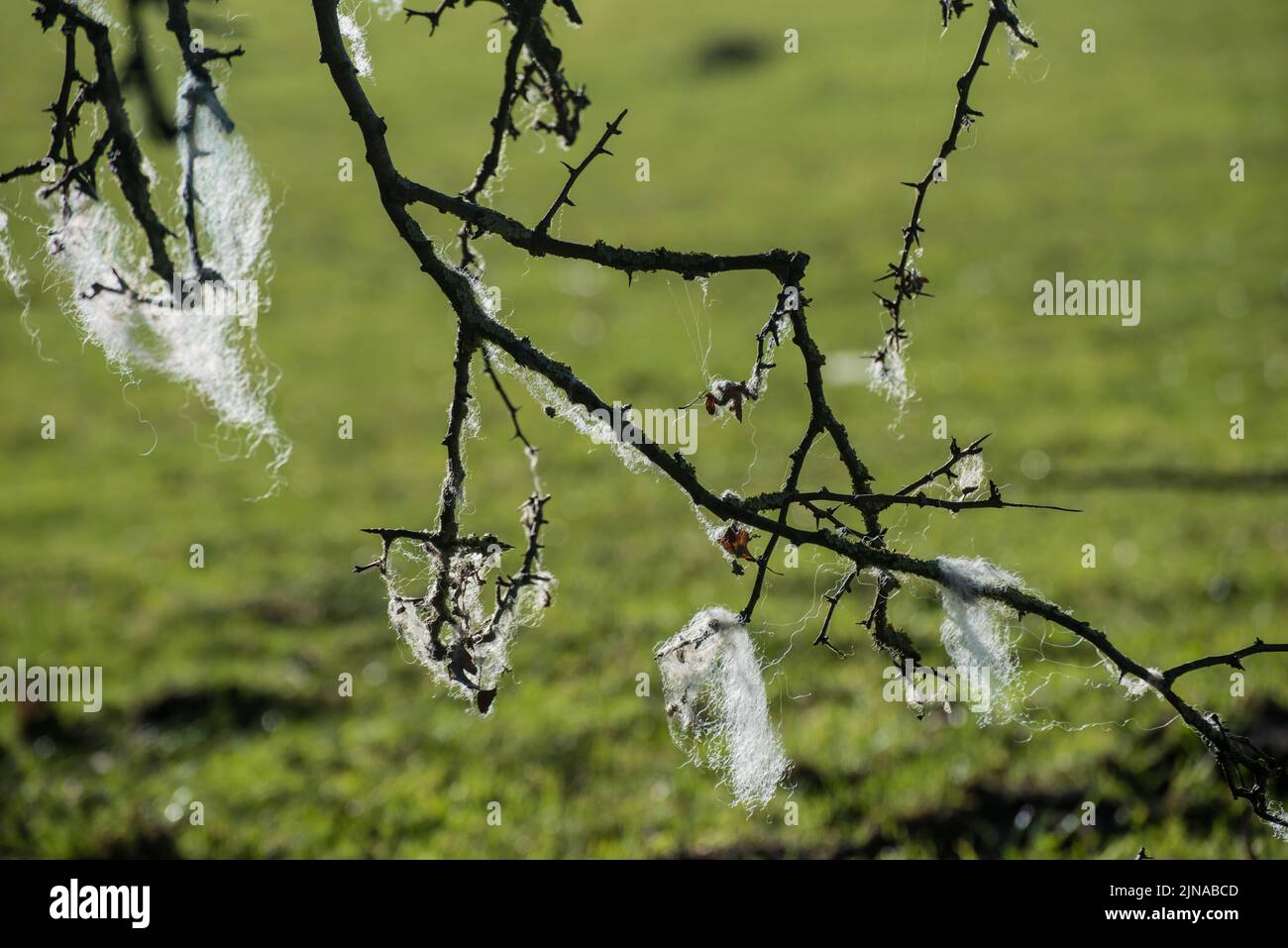 Ciuffi di lana di pecora catturati su rami di albero spinoso Foto Stock