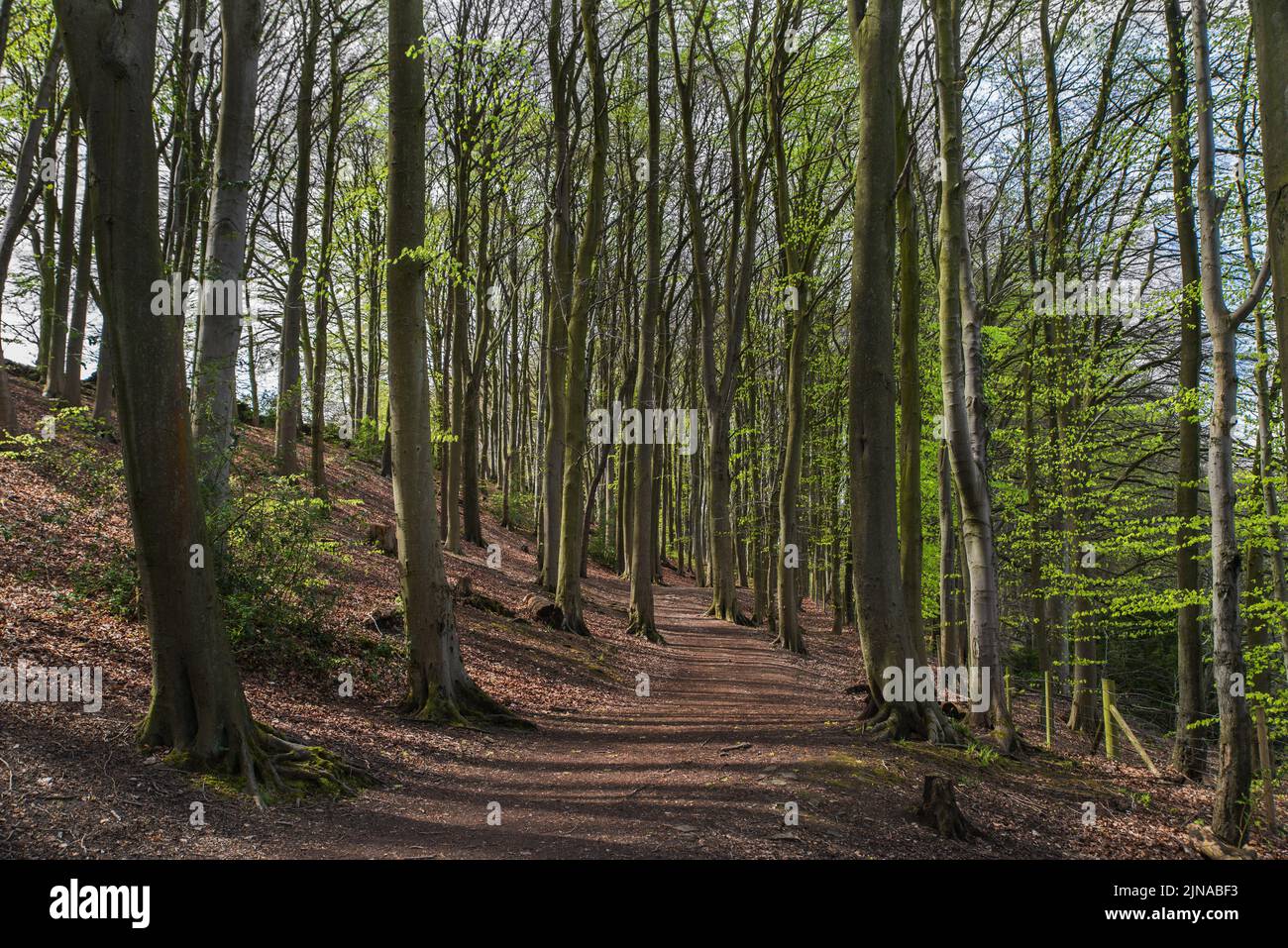 Giovani faggi (Fagus sylvatica) nei boschi di Lincacre, Derbyshire, Inghilterra, con giovani foglie verdi fresche in primavera Foto Stock