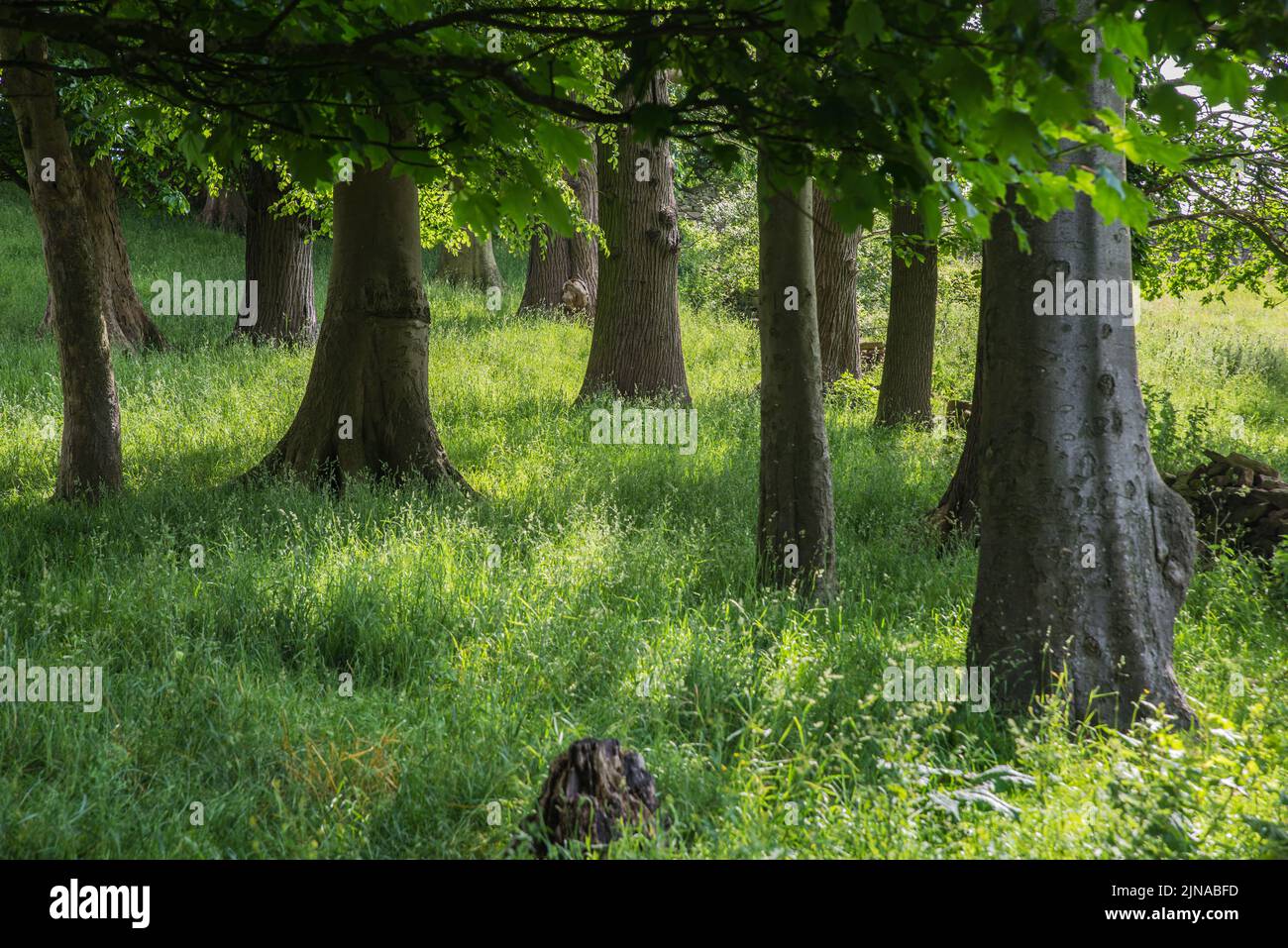 Luce del sole che splende attraverso gli alberi dando un effetto drappeggiato Foto Stock