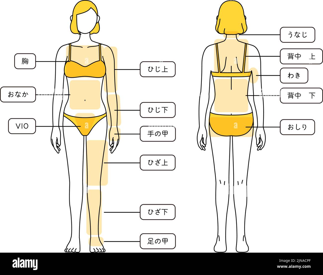 Illustrazioni per la rimozione dei capelli per le donne - corpo intero - traduzione: Petto, pancia, gomito, gomito, dorso della mano, ginocchio, ginocchio, parte posteriore della gamba, nuca, parte superiore Illustrazione Vettoriale