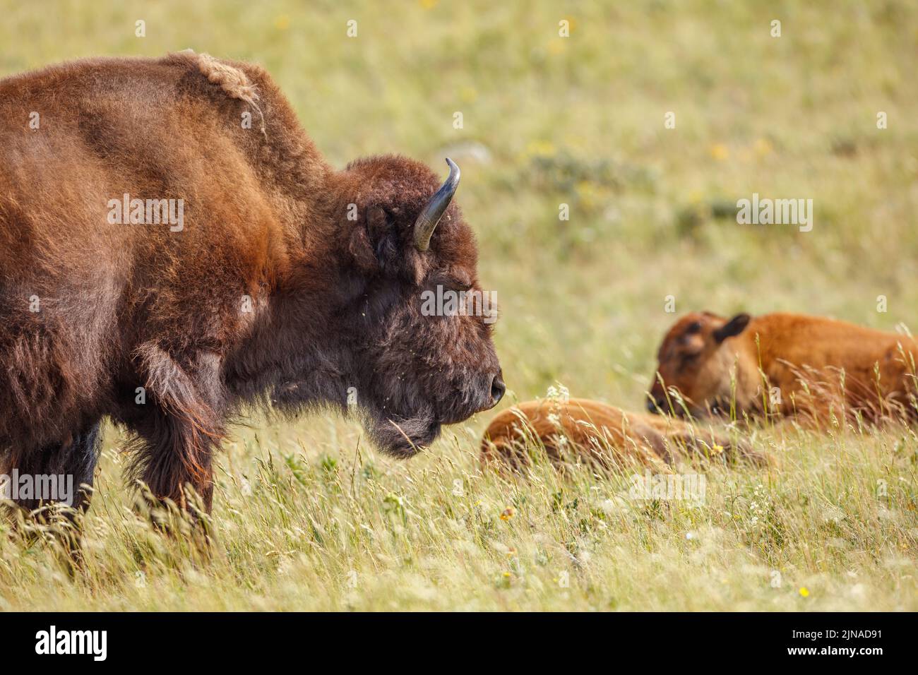 Una donna pianure Bison in piedi vigilanza su due vitelli che si adagia nell'erba Foto Stock