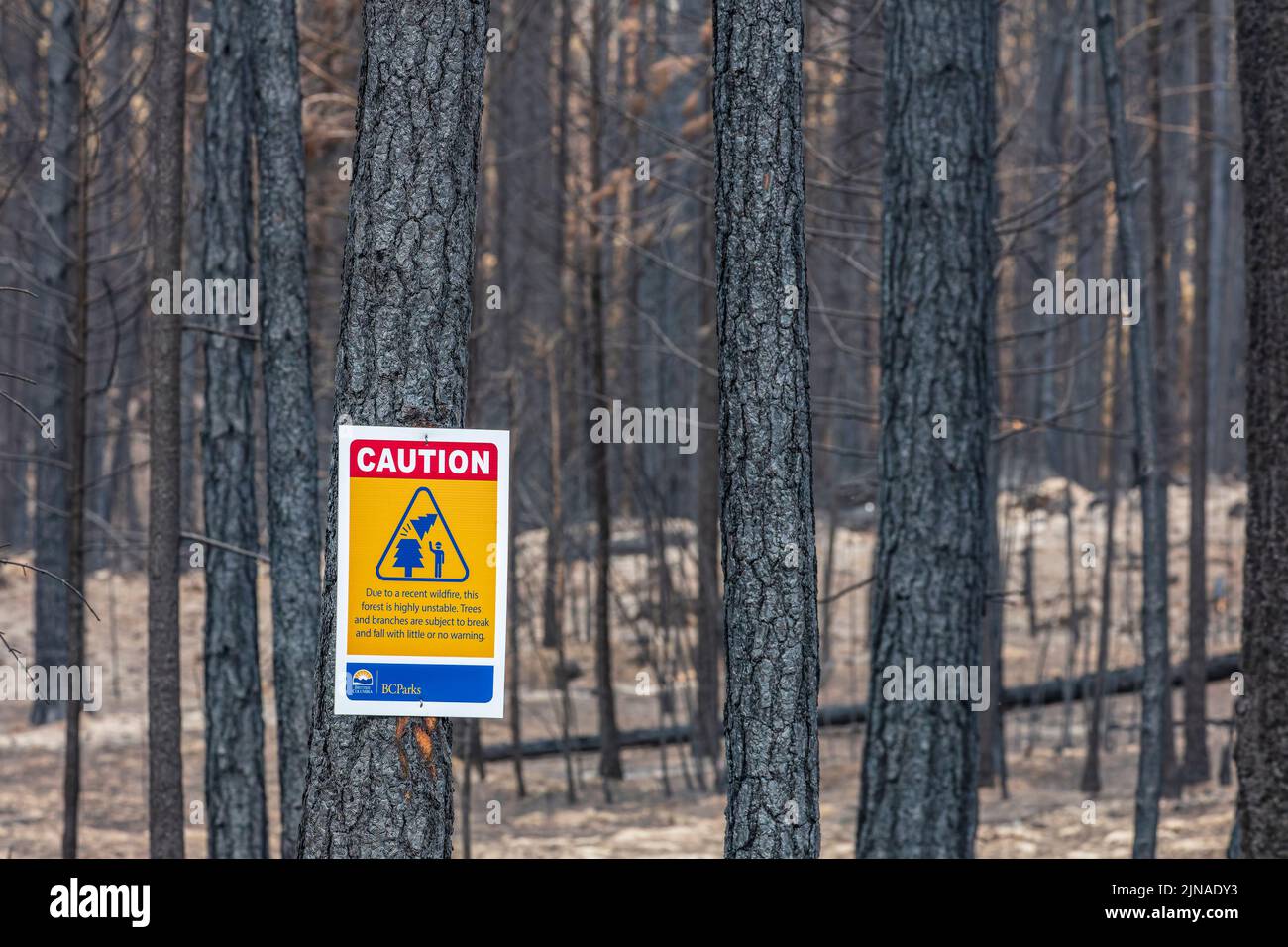 Tronchi d'albero incendiati nel dopobarzo di un incendio boschivo Foto Stock