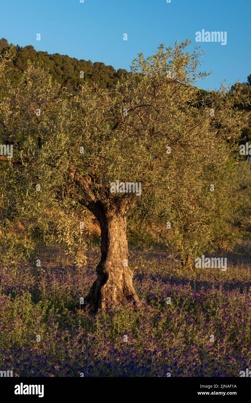 Immagini al tramonto delle olive in estate - foto stock Foto Stock