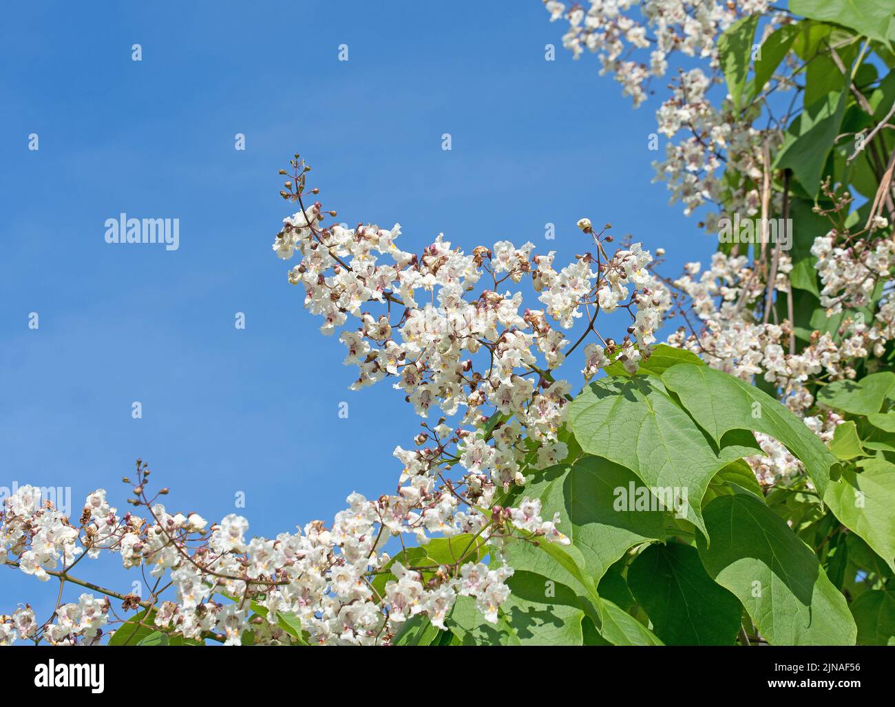 Albero di fagioli fioriti, Catalpa, in estate Foto Stock