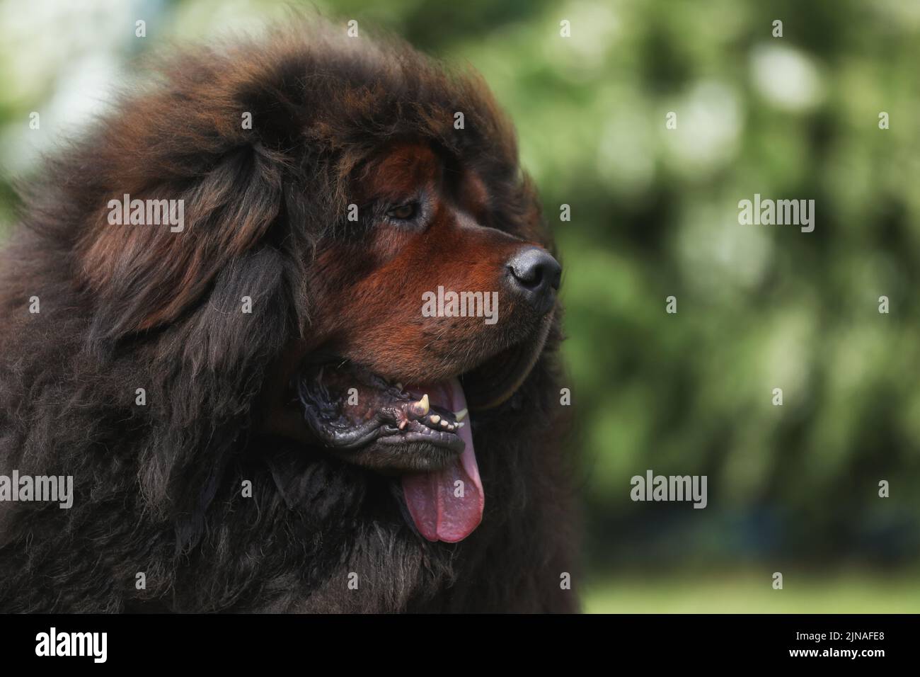 Grande mastiff tibetano sul prato all'aperto Foto Stock