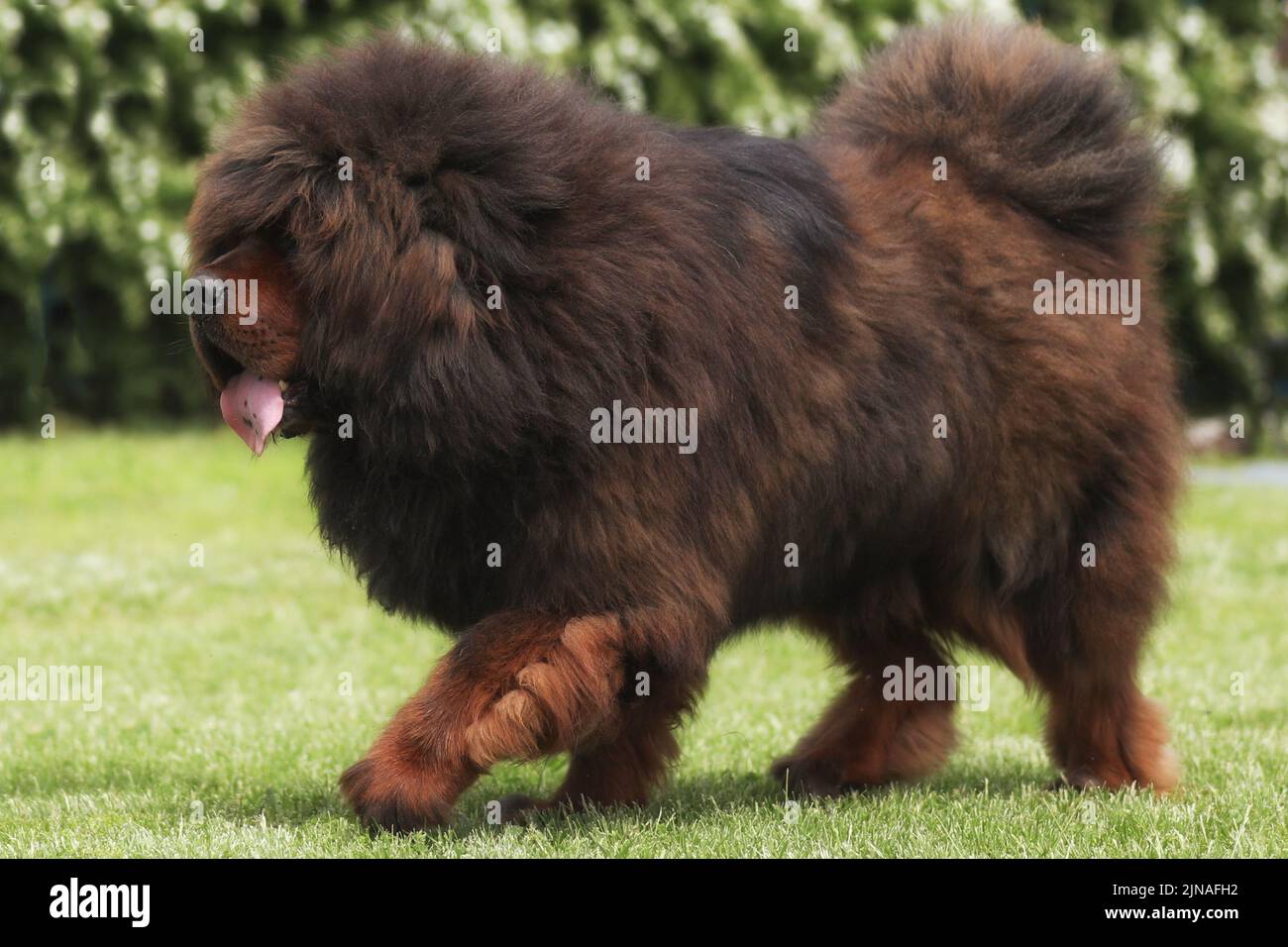 Grande mastiff tibetano sul prato all'aperto Foto Stock