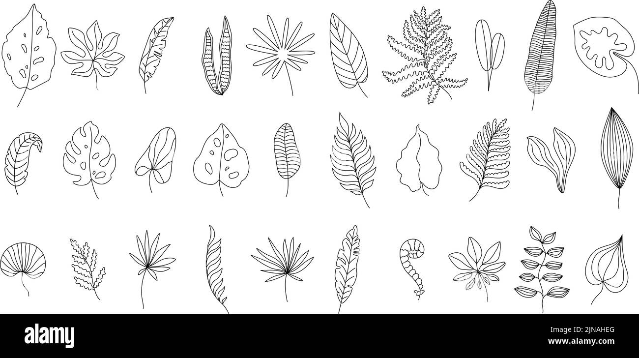 Foglie tropicali linea art. Monstera foglia profilo, scarabocchio giungla felci e palma albero lineare fogliame vettore set Illustrazione Vettoriale