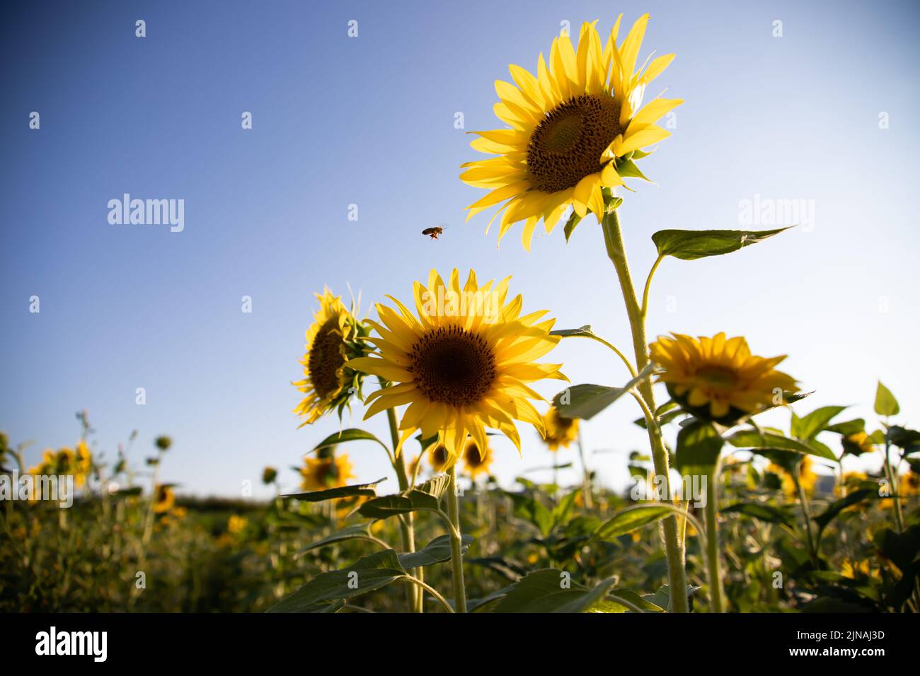 KKPLZZ 5 Bracciali Regolabili Girasole Della Pace – Fatti A Mano Con Corda Cerata, Simbolo Di Solidarietà