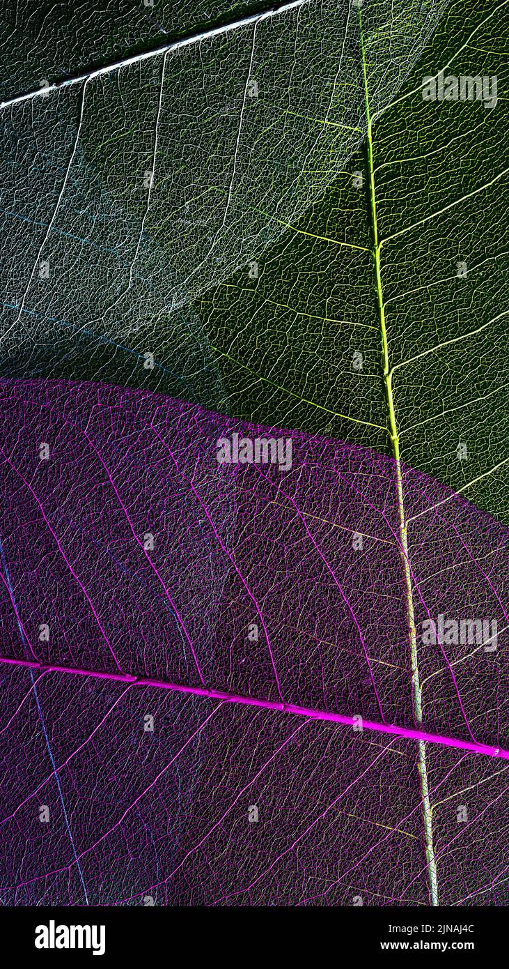 elementi della natura disegno organico sfondo verticale. foglie di magnolia secche. fotografia macro. materiali naturali disegno organico composizione Foto Stock