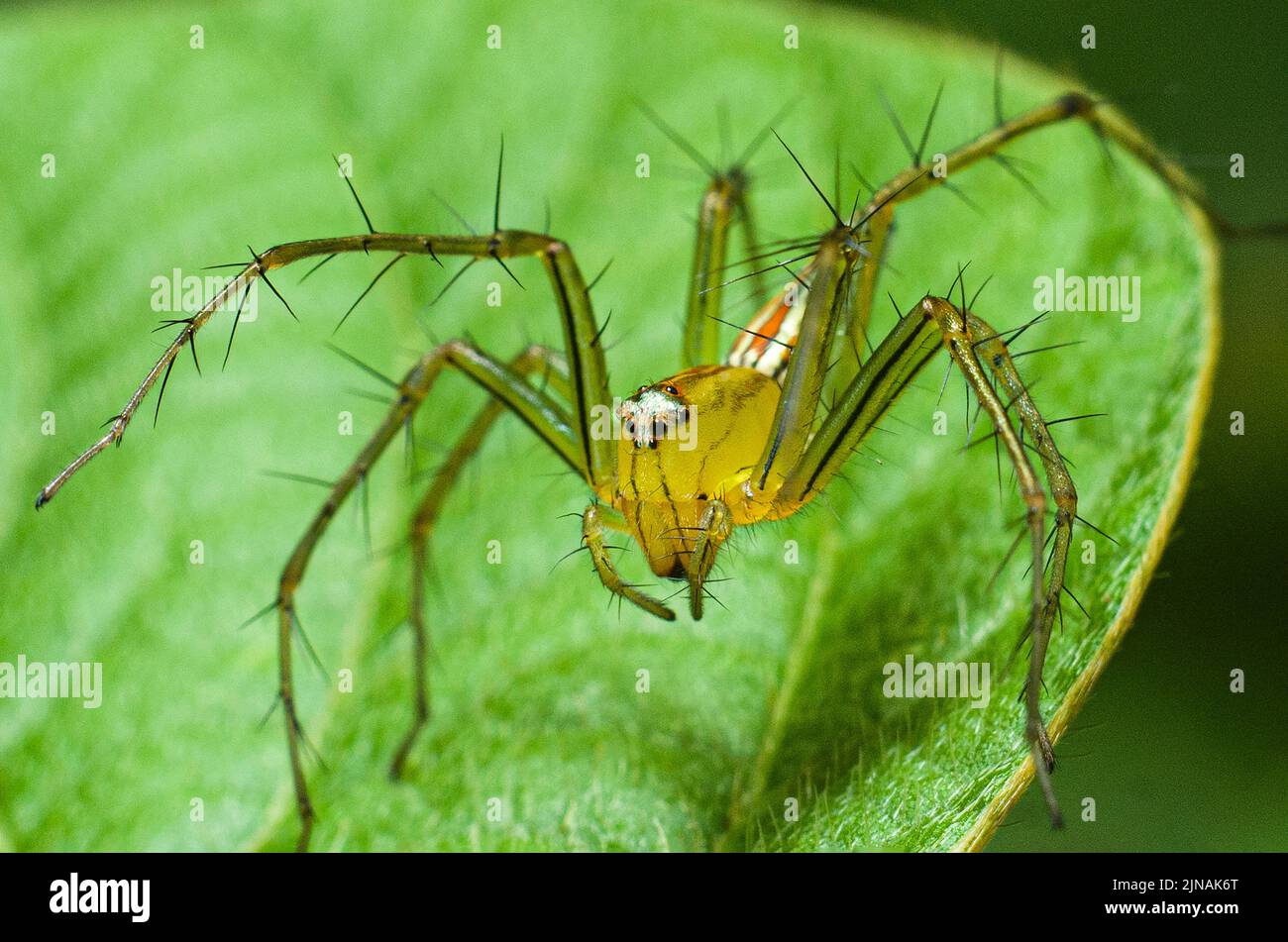 Un primo piano di lince a righe ragno su foglia verde Foto Stock