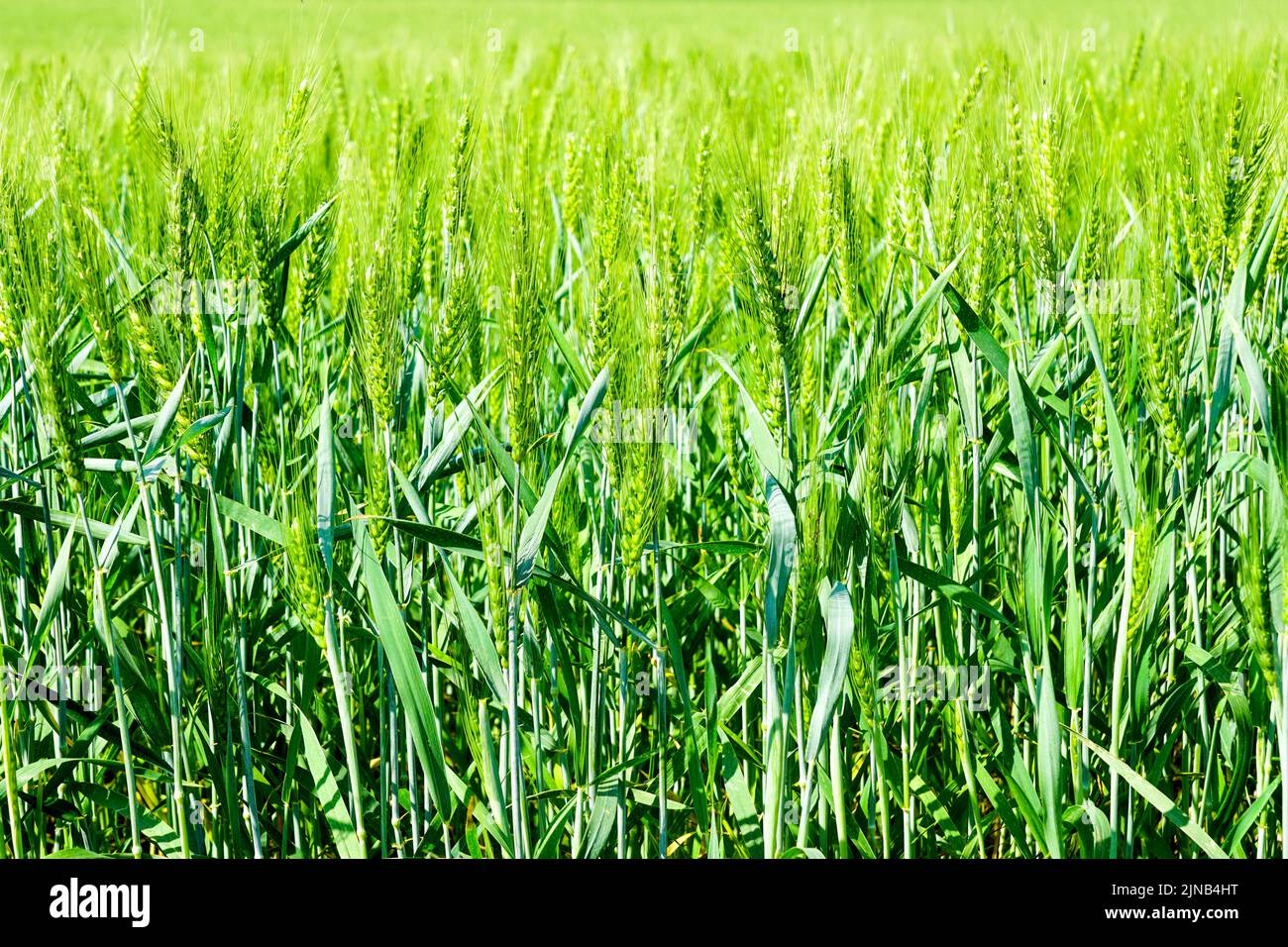 Magnifica immagine del campo di orzo, vista ravvicinata sulle orecchie fresche di orzo verde giovane Foto Stock