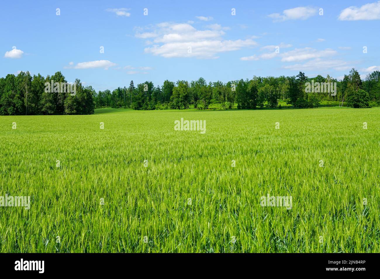 Bel campo verde di cereali sulla foresta e cielo blu con sfondo nuvole bianche Foto Stock