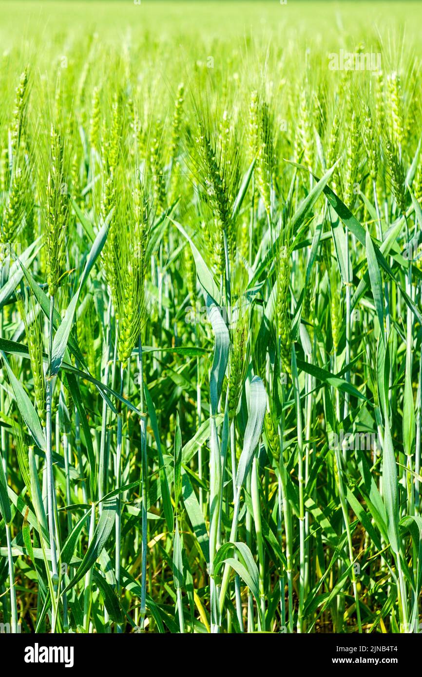 Magnifica immagine del campo di orzo, vista ravvicinata sulle orecchie fresche di orzo verde giovane Foto Stock
