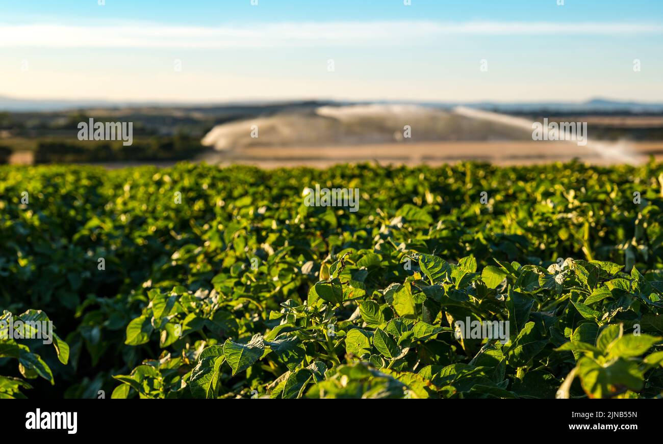East Lothian, Scozia, Regno Unito, 10th agosto 2022. Annaffiatura di patate: East Lothian è ben noto per le sue patate. Un campo di piante di patata che è irrigato da un tubo dell'acqua del getto nella siccità di caldo di estate Foto Stock