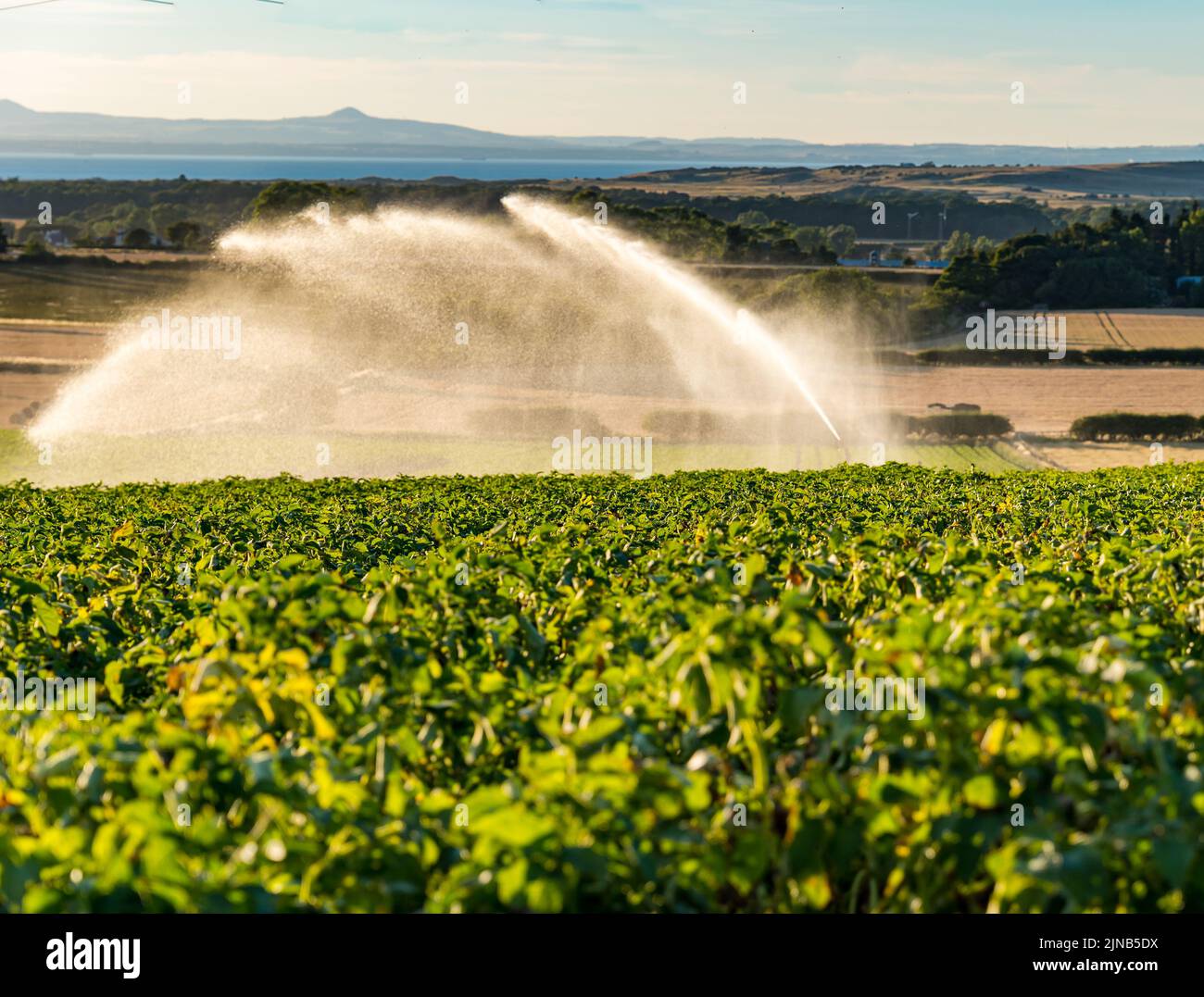 East Lothian, Scozia, Regno Unito, 10th agosto 2022. Annaffiatura di patate: East Lothian è ben noto per le sue patate. Un campo di piante di patata che è irrigato da un tubo dell'acqua del getto nella siccità di caldo di estate Foto Stock