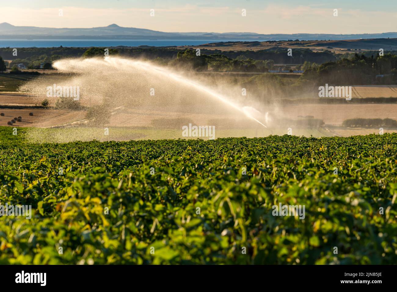 East Lothian, Scozia, Regno Unito, 10th agosto 2022. Annaffiatura di patate: East Lothian è ben noto per le sue patate. Un campo di piante di patata che è irrigato da un tubo dell'acqua del getto nella siccità di caldo di estate Foto Stock