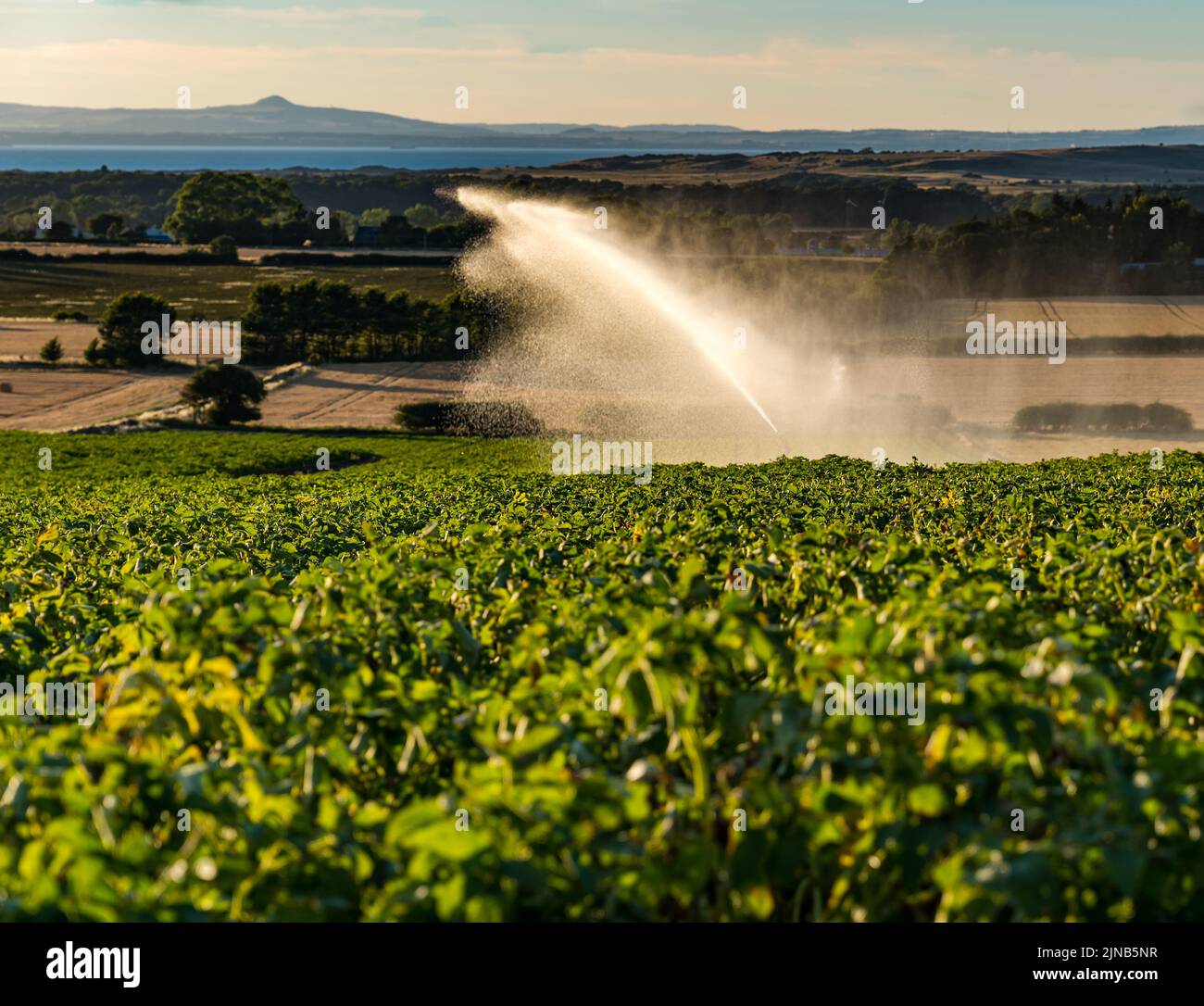 East Lothian, Scozia, Regno Unito, 10th agosto 2022. Annaffiatura di patate: East Lothian è ben noto per le sue patate. Un campo di piante di patata che è irrigato da un tubo dell'acqua del getto nella siccità di caldo di estate Foto Stock