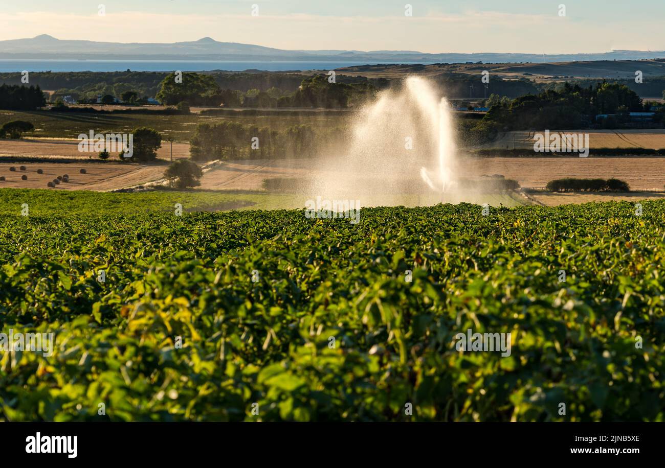 East Lothian, Scozia, Regno Unito, 10th agosto 2022. Annaffiatura di patate: East Lothian è ben noto per le sue patate. Un campo di piante di patata che è irrigato da un tubo dell'acqua del getto nella siccità di caldo di estate Foto Stock