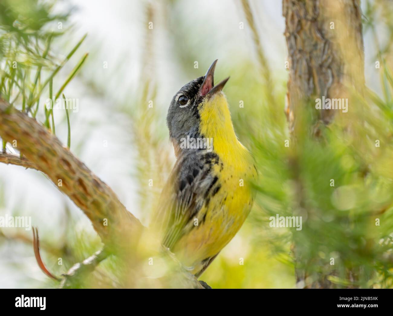 Un guerriera di Kirtland che cantava per un compagno in un albero di Jack Pine nel Michigan Foto Stock