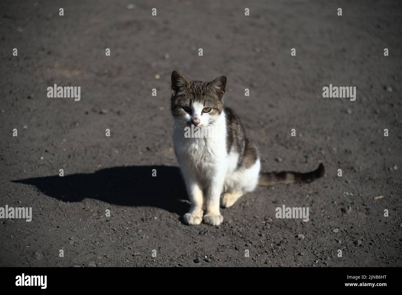Gattino sporco a terra Foto Stock