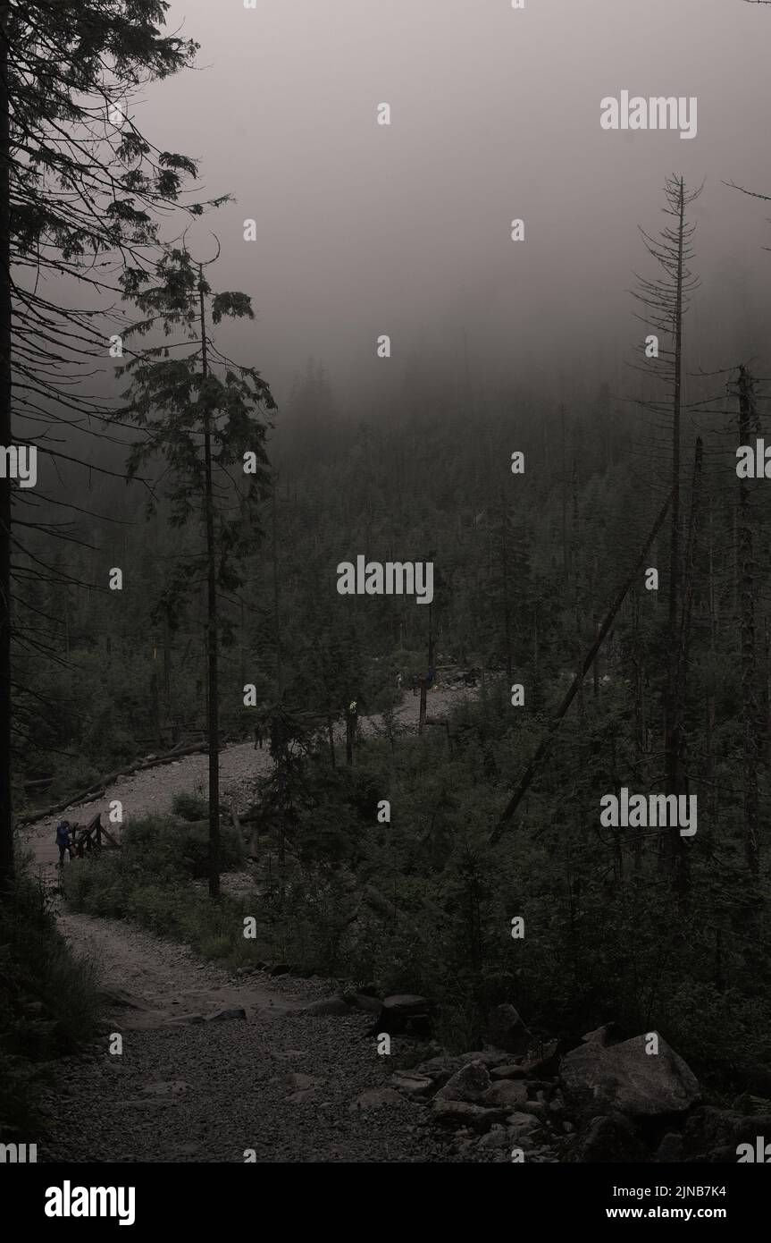 Un sentiero nei Monti Tatry in Polonia. Alberi e nebbia. Foto Stock