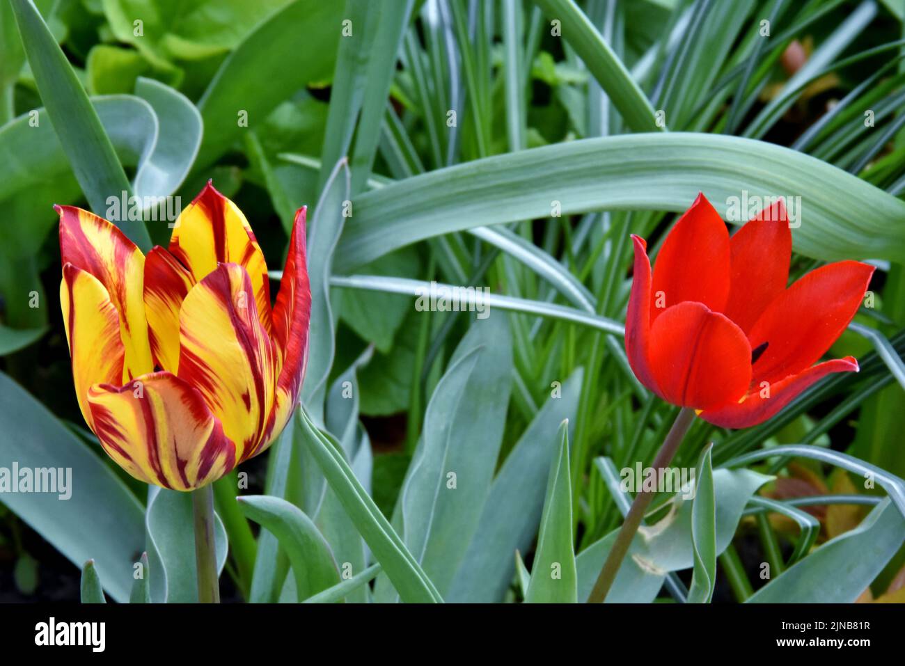 Un primo piano di tulipani rossi e Tulipani 'Royal Sovereign' che crescono in un giardino Foto Stock
