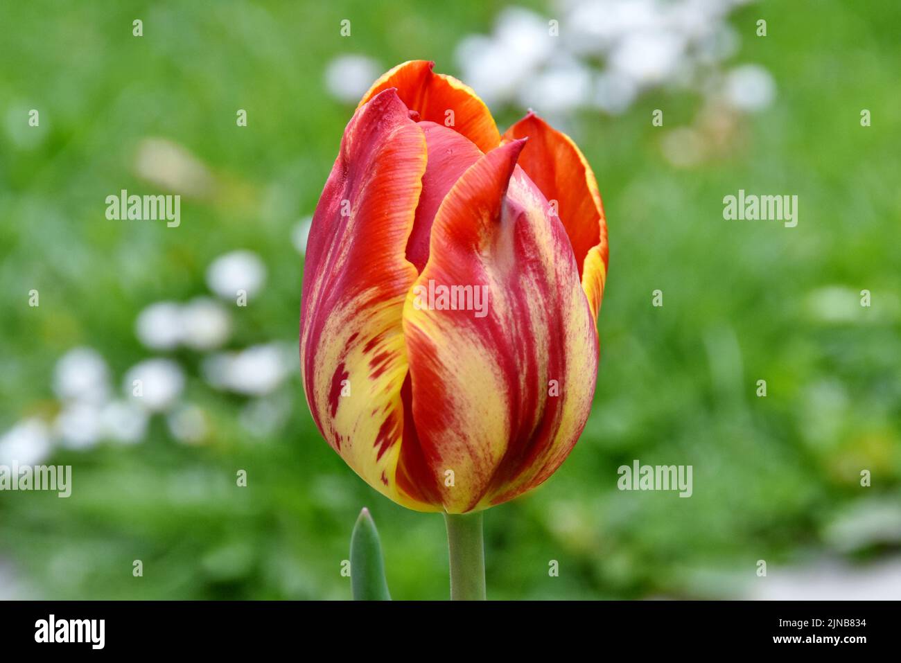 Un primo piano di un Tulipa 'Royal Sovereign' che cresce all'aperto Foto Stock