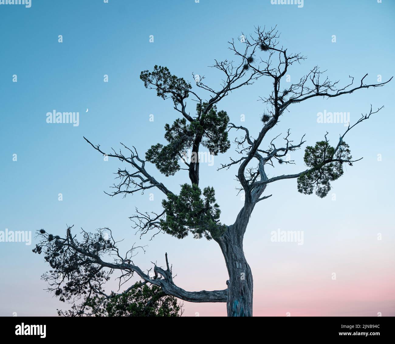 Un albero in cima al ponte Pennybacker si affaccia ad Austin con una luna crescente nel cielo al tramonto Foto Stock