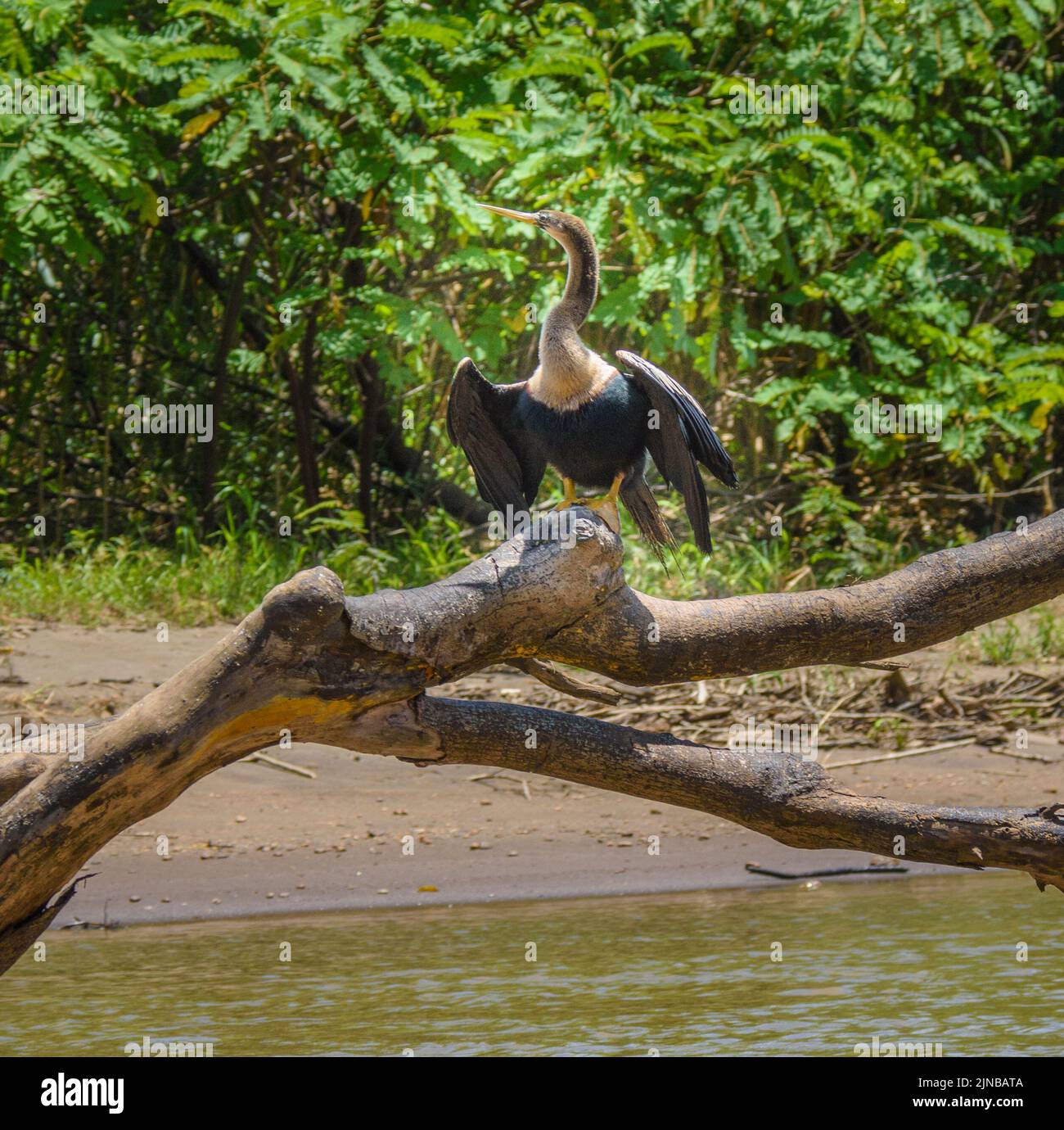 Anhinga "uccello serpente" a collo lungo trovato in paludi, paludi e stagni boscosi. Foto Stock