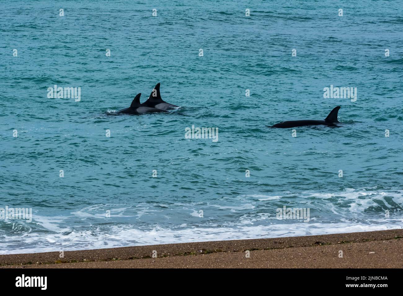 Killer caccia alle balene leoni marini, Penisola Valdes, Patagonia, Argentina. Foto Stock