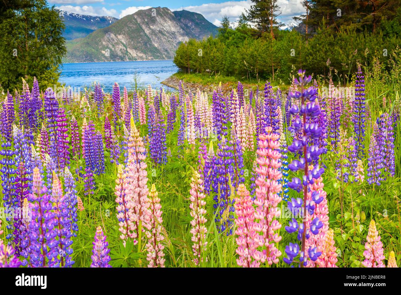 Norvegia Campagna con lupini in Aurland, vicino Sognefjord, Scandinavia Foto Stock