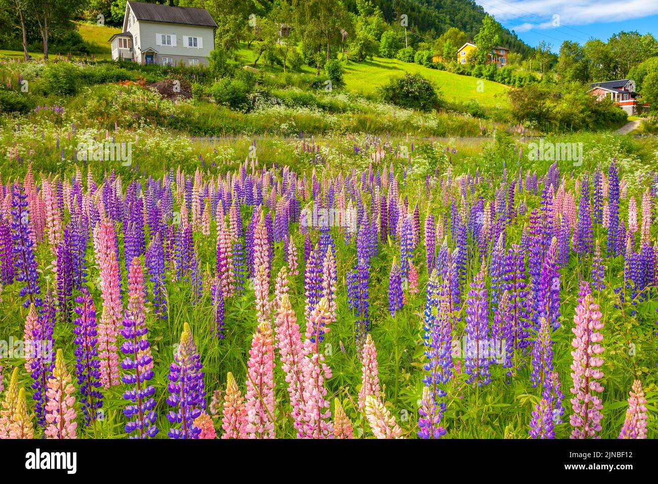 Norvegia Campagna con lupini in Aurland, vicino Sognefjord, Scandinavia Foto Stock
