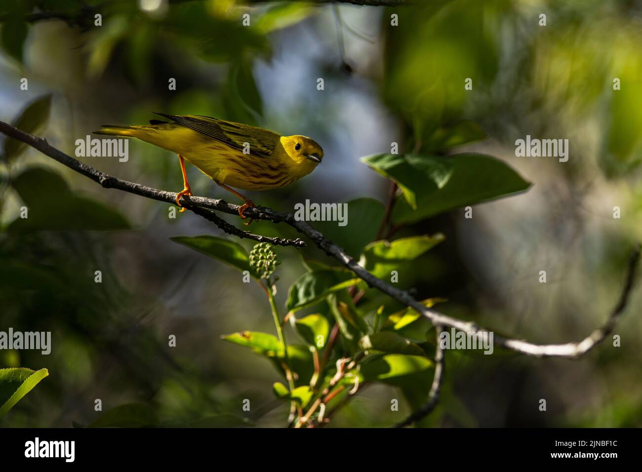 Un guerraero giallo americano arroccato su un ramo di un albero. Foto Stock