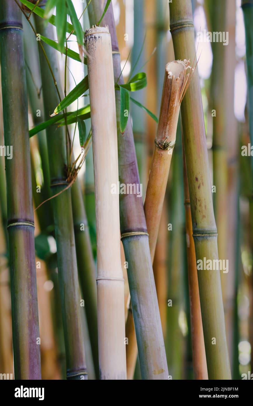 Bamboo Tree Grove presso i Giardini Botanici, Golden Gate Park, San Francisco, California, Stati Uniti Foto Stock