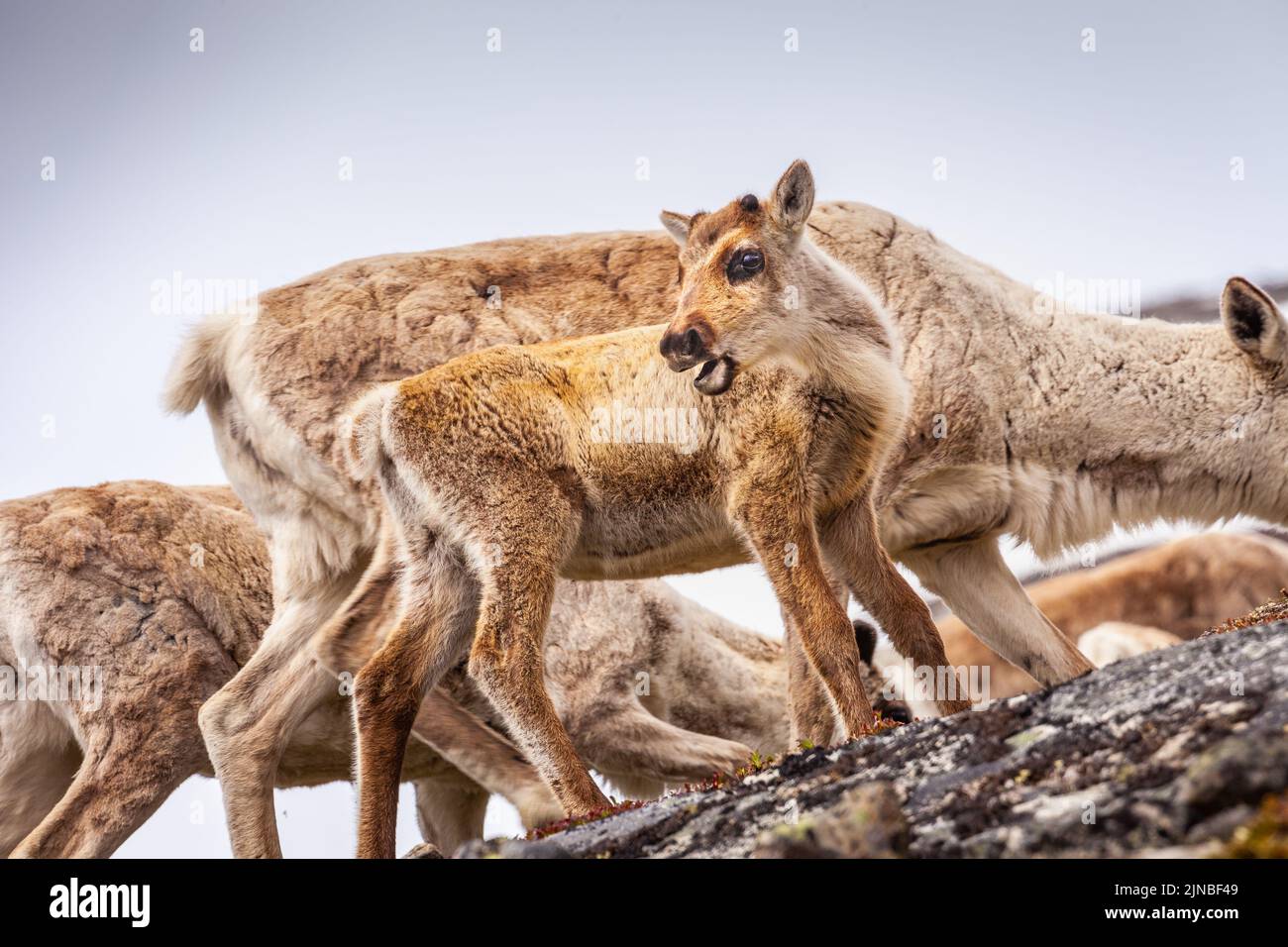 Gruppo di giovani caribù renne che camminano in Norvegia tundra, Scandinavia Foto Stock