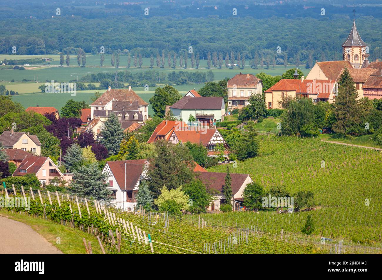 Riquewihr architettura alsaziana in primavera con vigneti, Francia orientale Foto Stock