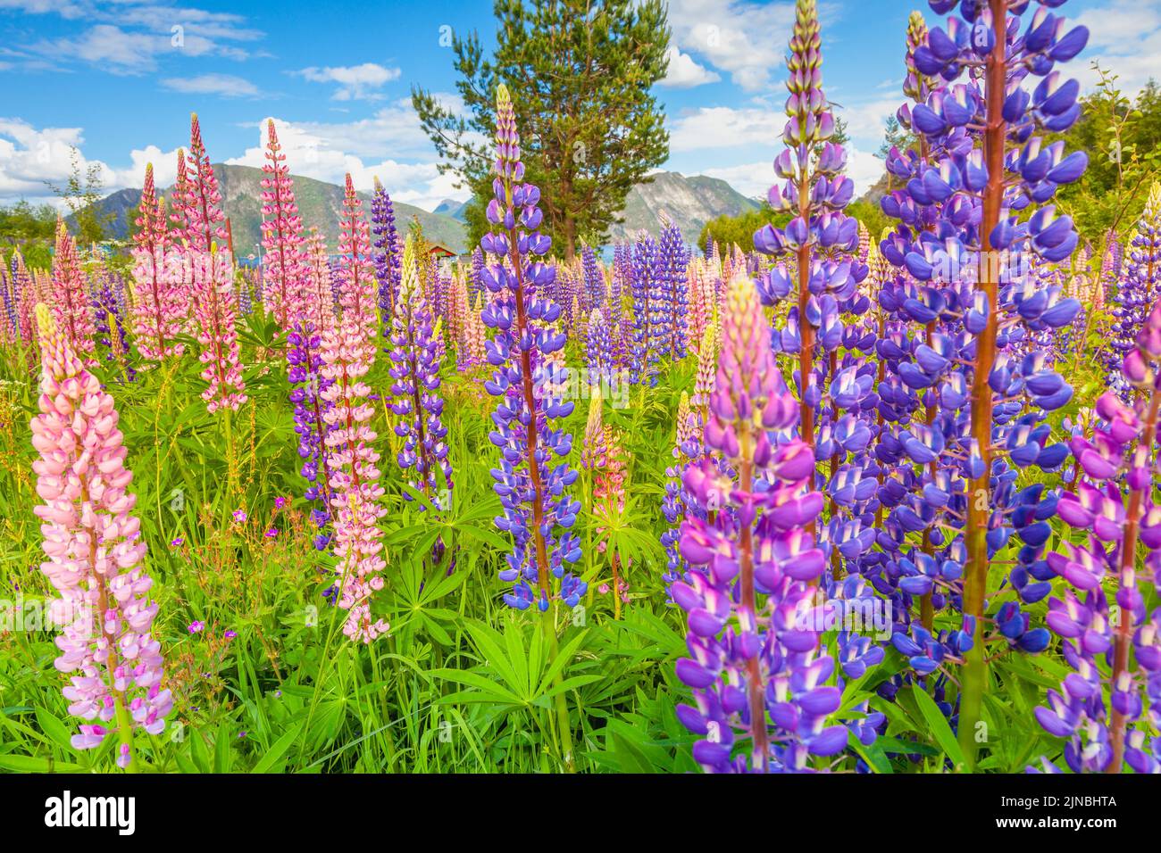 Norvegia Campagna con lupini in Aurland, vicino Sognefjord, Scandinavia Foto Stock