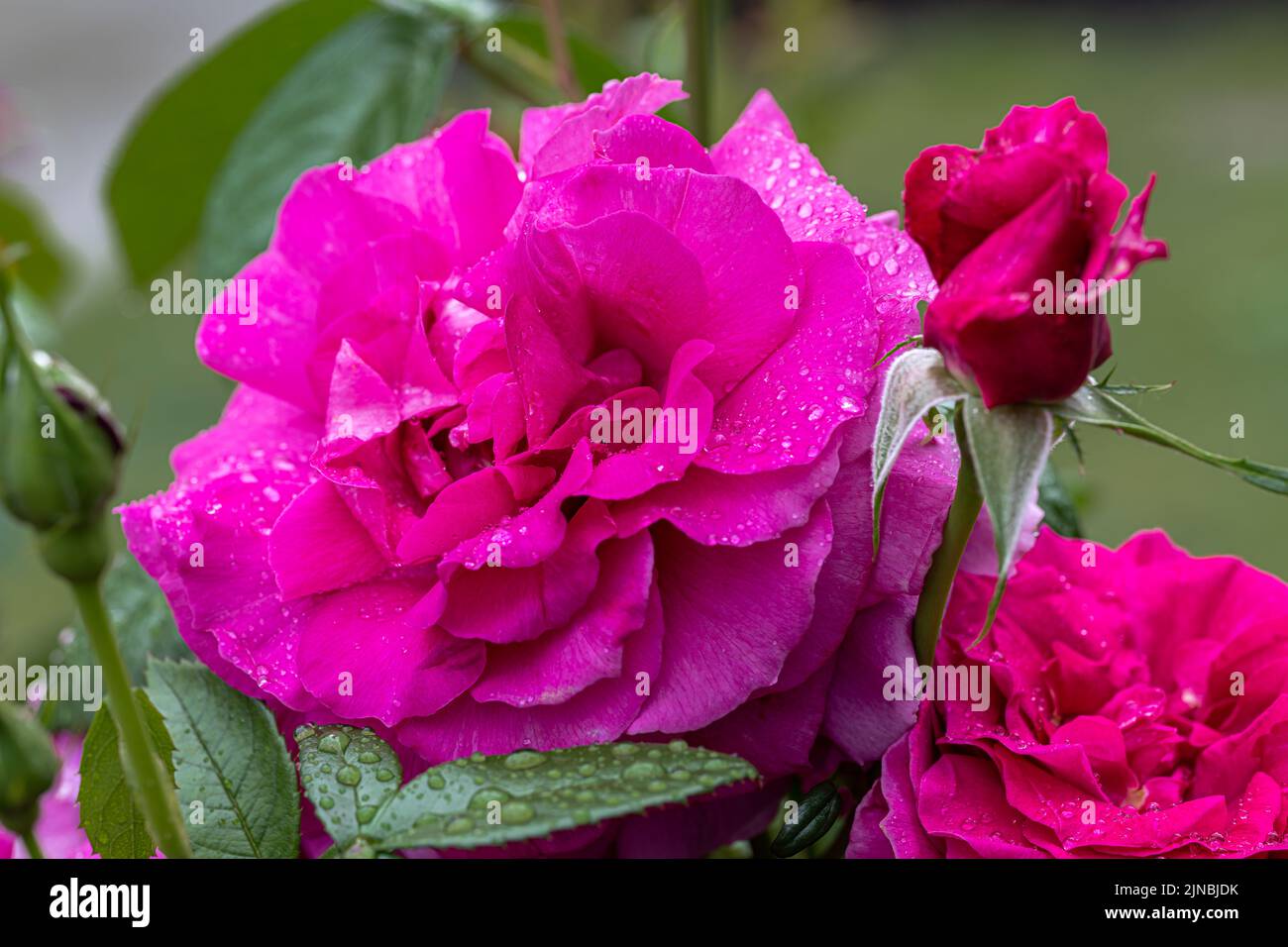 Fiori di 'Munstead Woods' Rosa Inglese Foto Stock