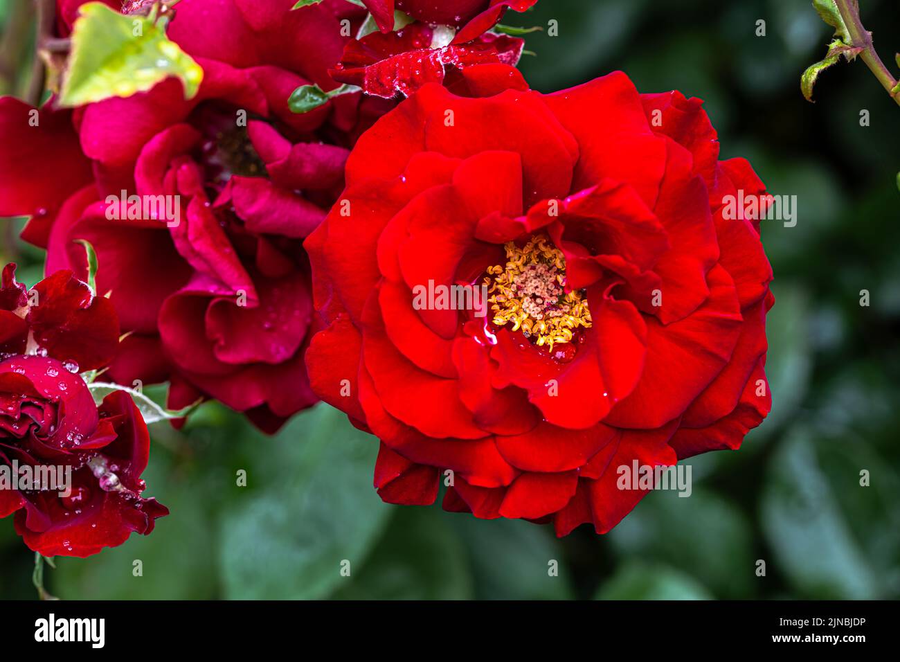 Fiori di 'Rosaria reale' Floribunda Rose Foto Stock