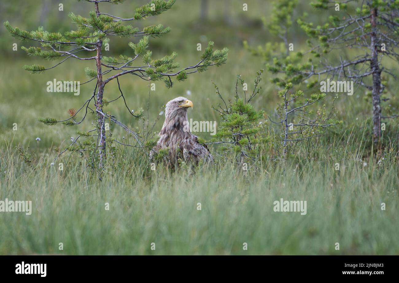 White-tailed eagle (Haliaeetus albicilla) Foto Stock
