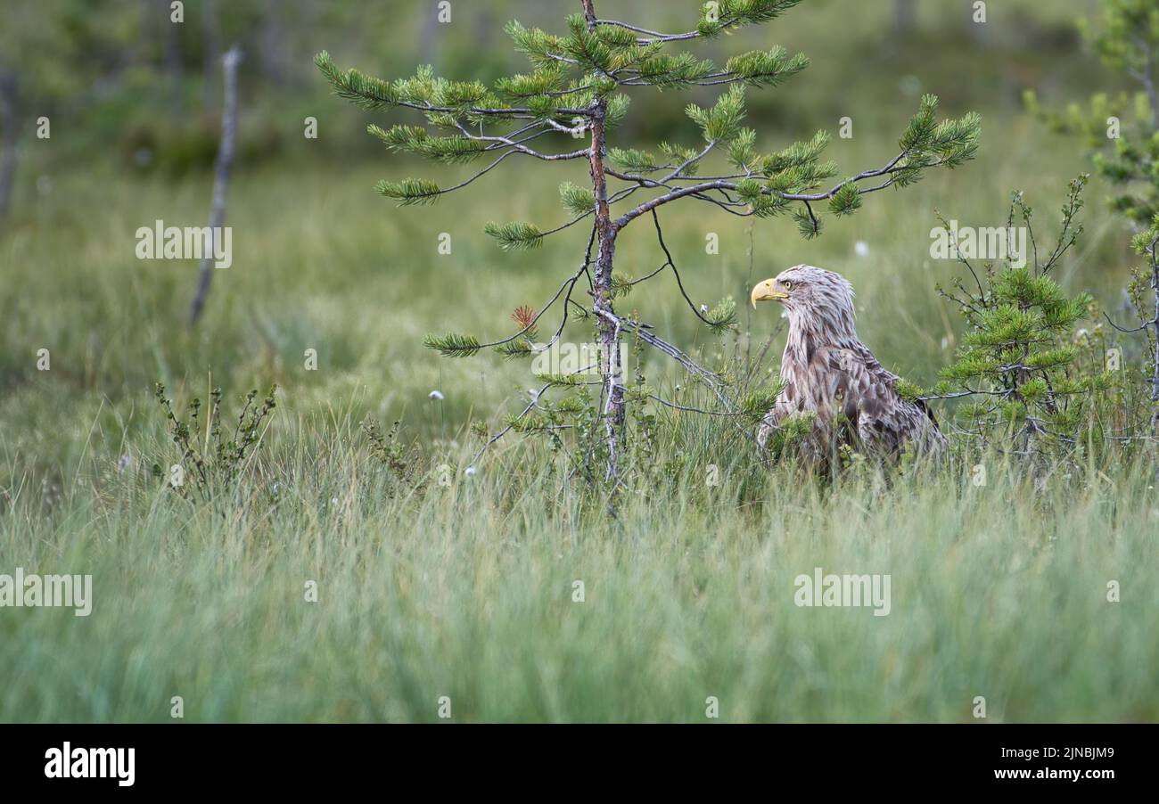 White-tailed eagle (Haliaeetus albicilla) Foto Stock