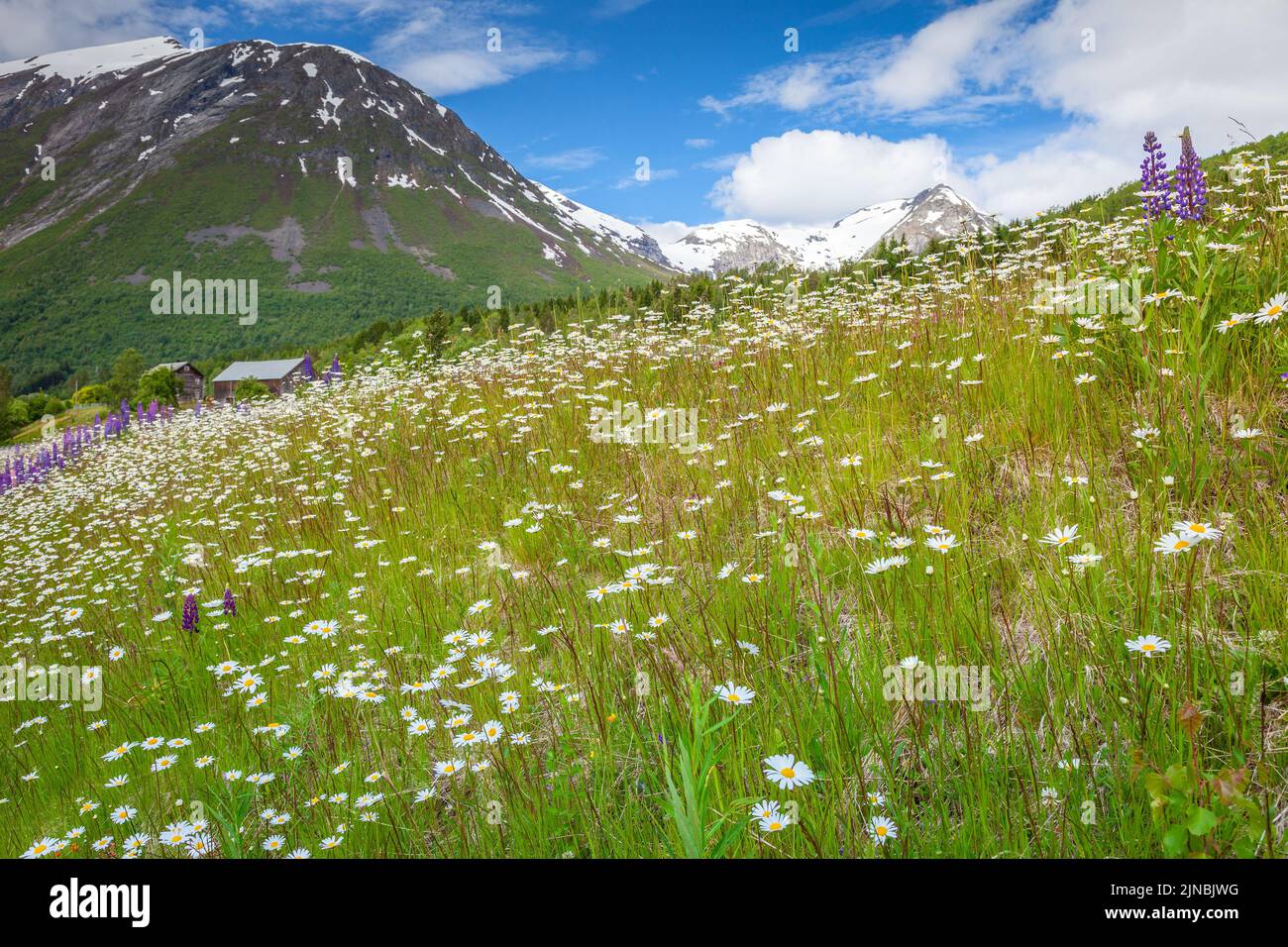 Norvegia Campagna con fiori selvatici in Aurland, vicino Sognefjord, Scandinavia Foto Stock
