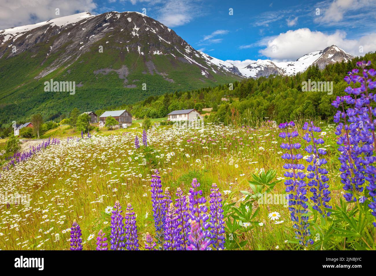 Campagna norvegese con fiori di lupini colorati in Aurland, vicino a Sognefjord, Scandinavia Foto Stock