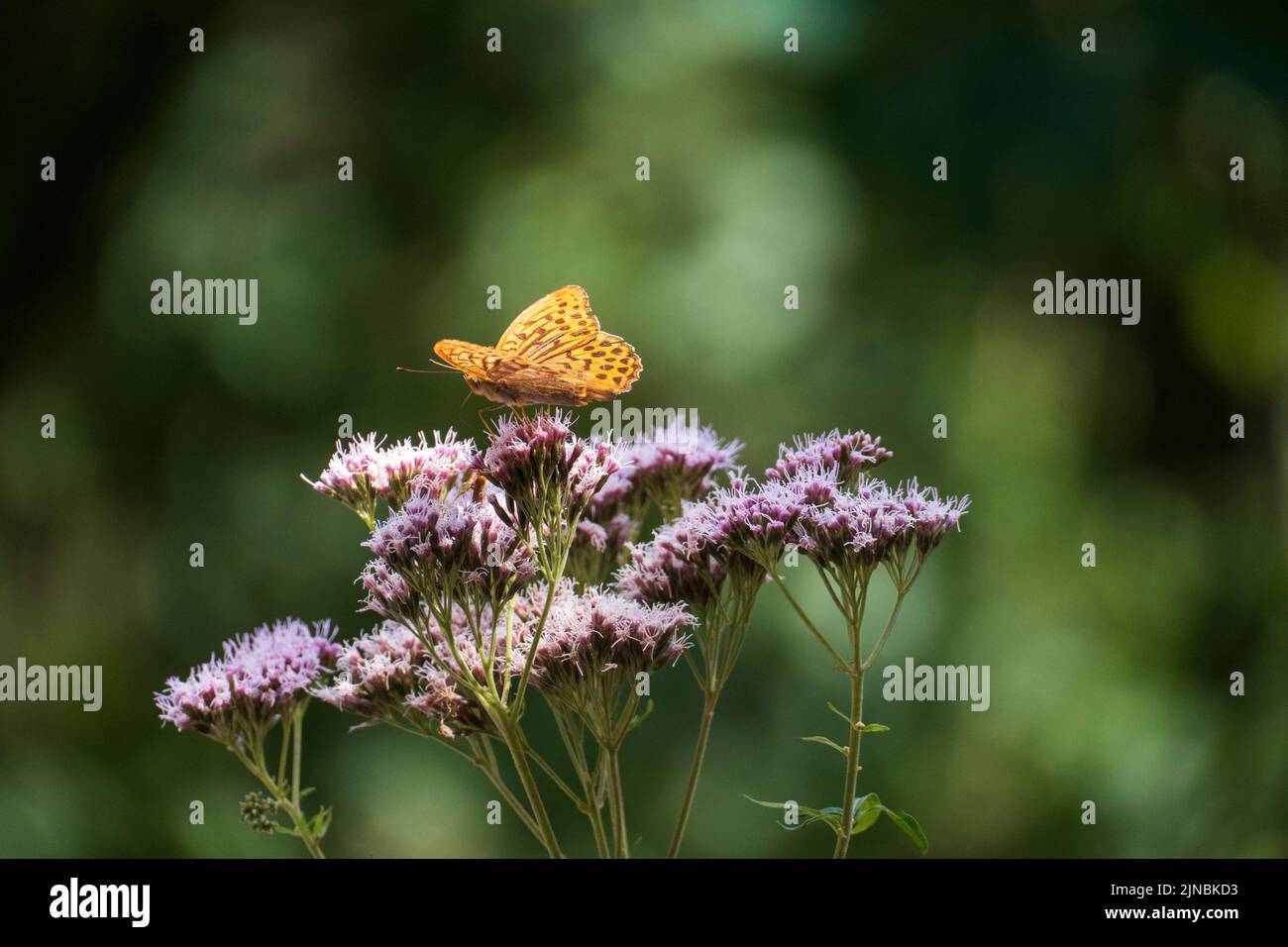 Kaisermantel Schmetterling des Jahres 2022 auf einer Gefleckter Wasserdost Blüte Foto Stock
